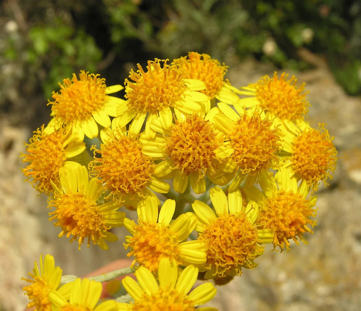 Dusty Miller Seeds – For 2025 Planting Senecio Cineraria Fuzzy Silver White Leaf