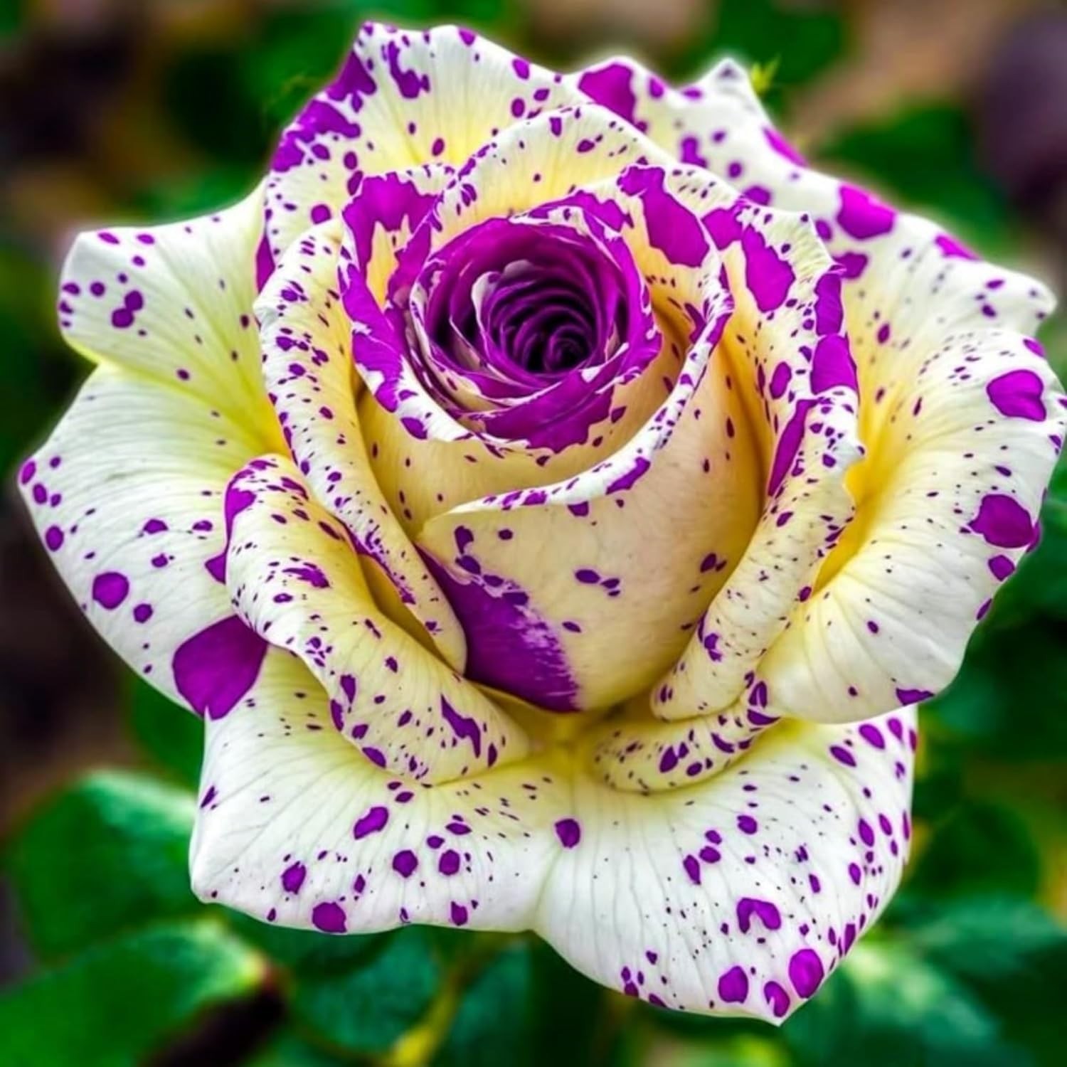 Heirloom Mixed Rare Rose Seeds: 300+ Attractive Non-GMO Flowers for Pollinators