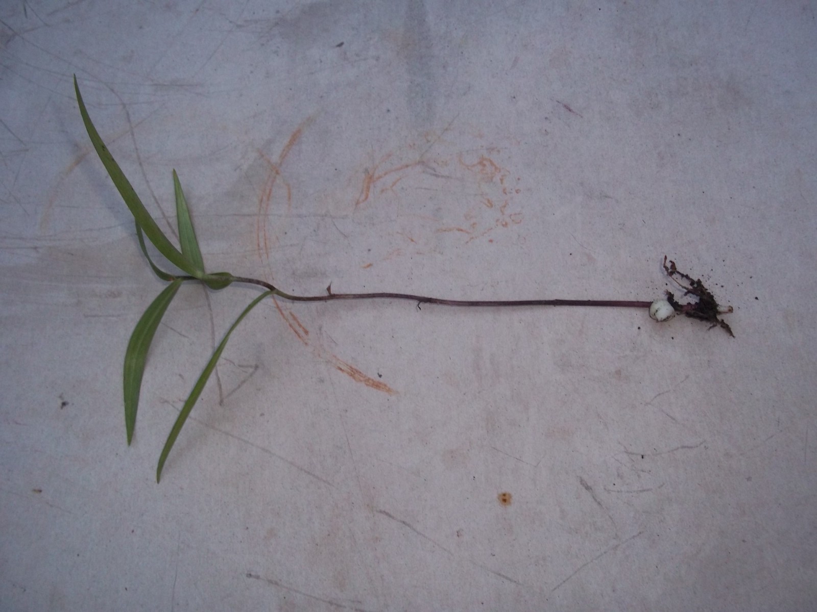 1 Chinese Tiger Lily Lilium-Tiger Lily-Turk’s Cap Perennial Live Rooted Plant