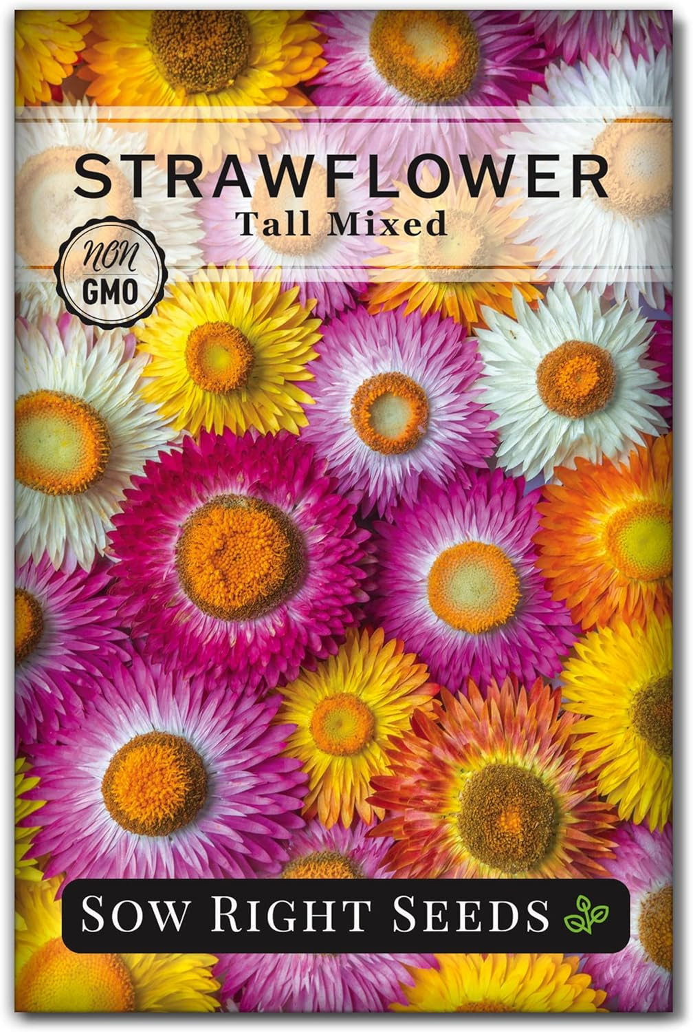 Sow Right Seeds – Tall Mixed Strawflower Seeds – Non-Gmo Heirloom Packet with In
