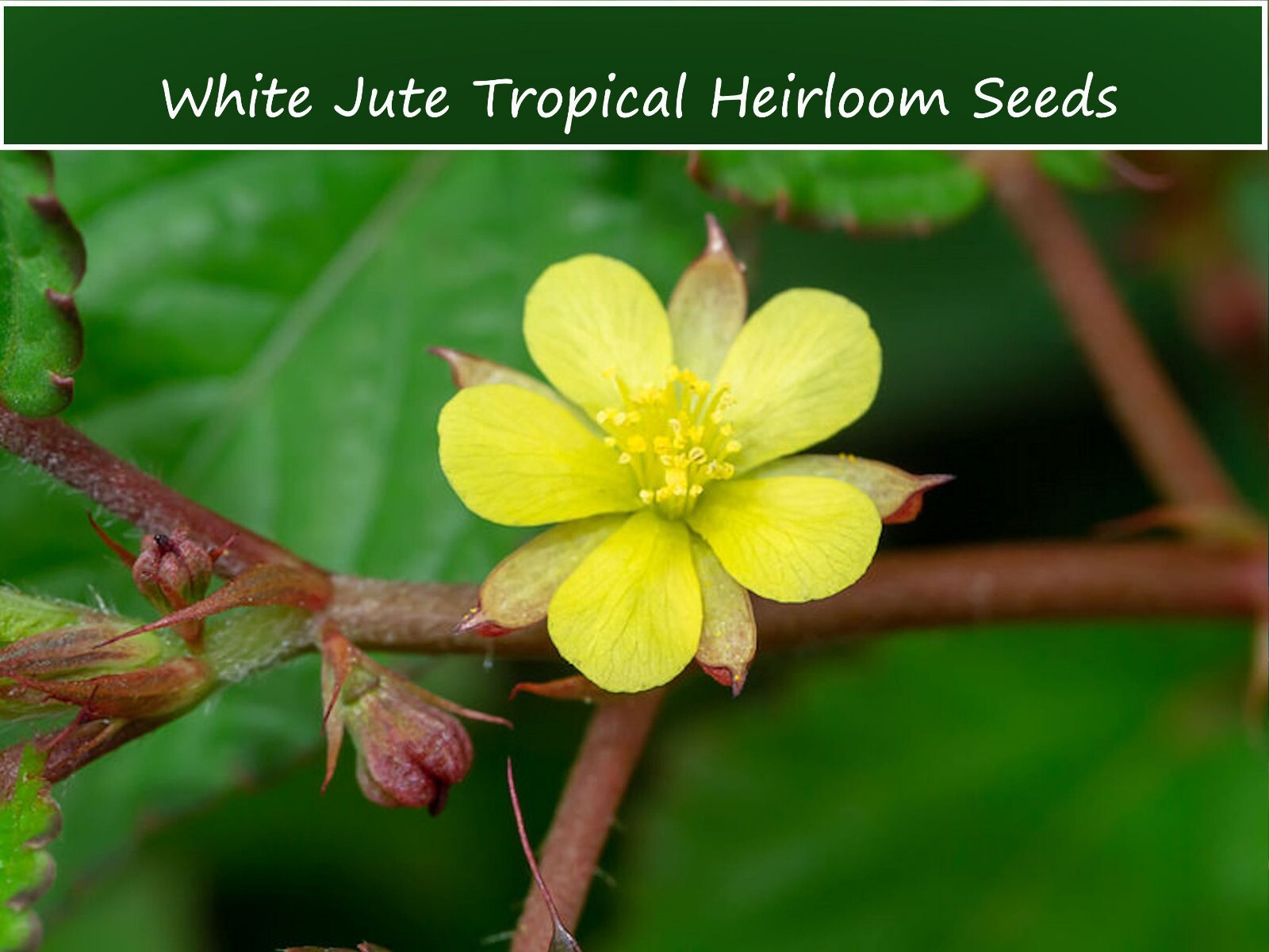 Tropical Herb Seeds-White Jute-20 Seeds-Corchorus capsularis