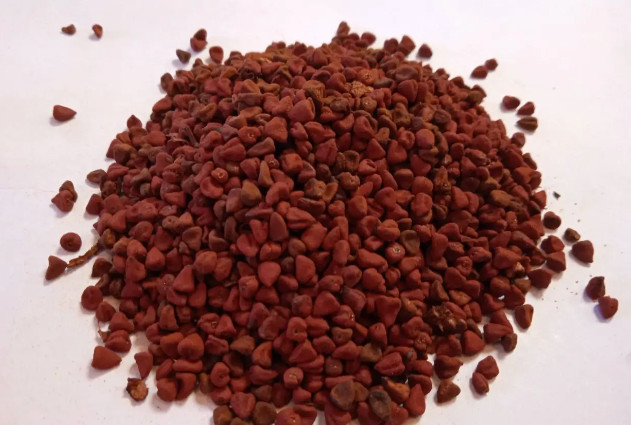 100+ Semillas Achiote, Puerto Rico, Annatto Seeds, Bixa Orellana, Lipstick tree