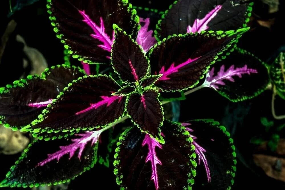 20 Rare Tri-Color Coleus Seeds – Pink, Black & Green Foliage – Easy Grow Ornamen