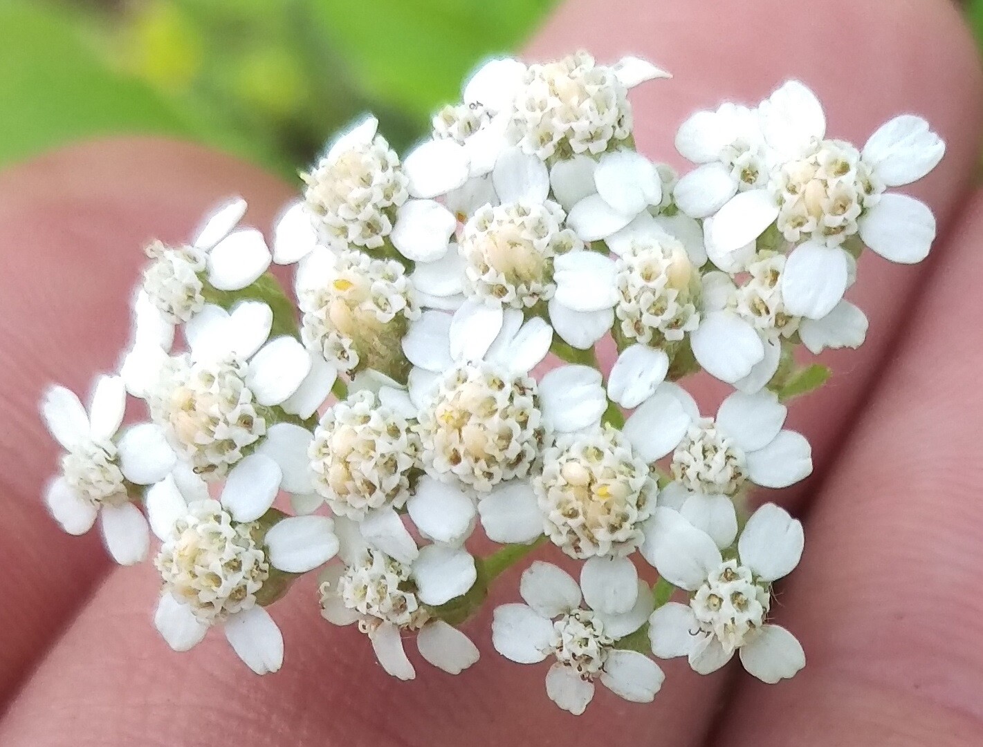 500 ACHILLEA MILLEFOLIUM Seeds *FREE Shipping!* White Yarrow Herb Flower Seeds
