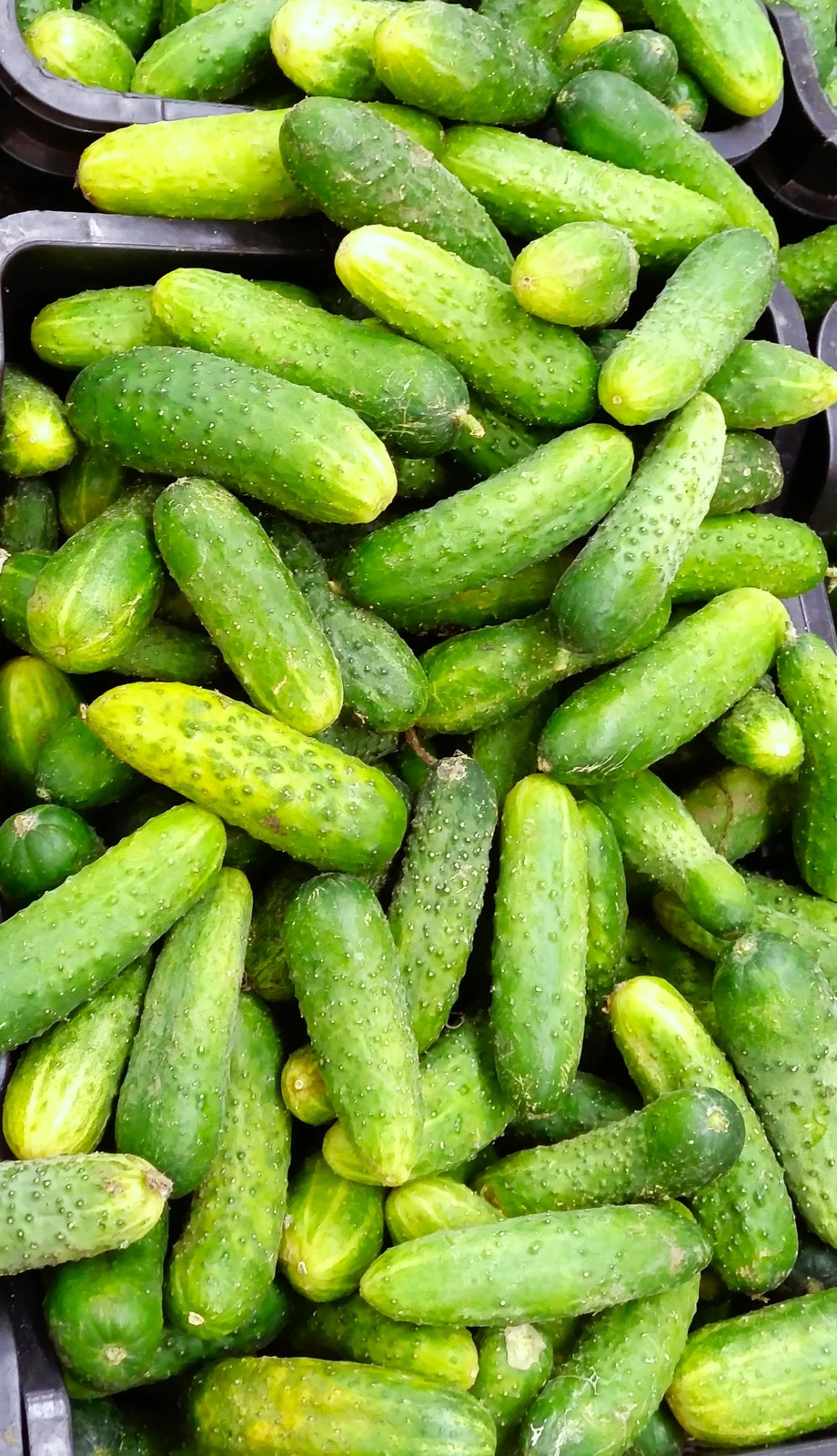Boston Pickling Cucumber Seeds – For 2026 Planting Dark Green Kirby Heavy