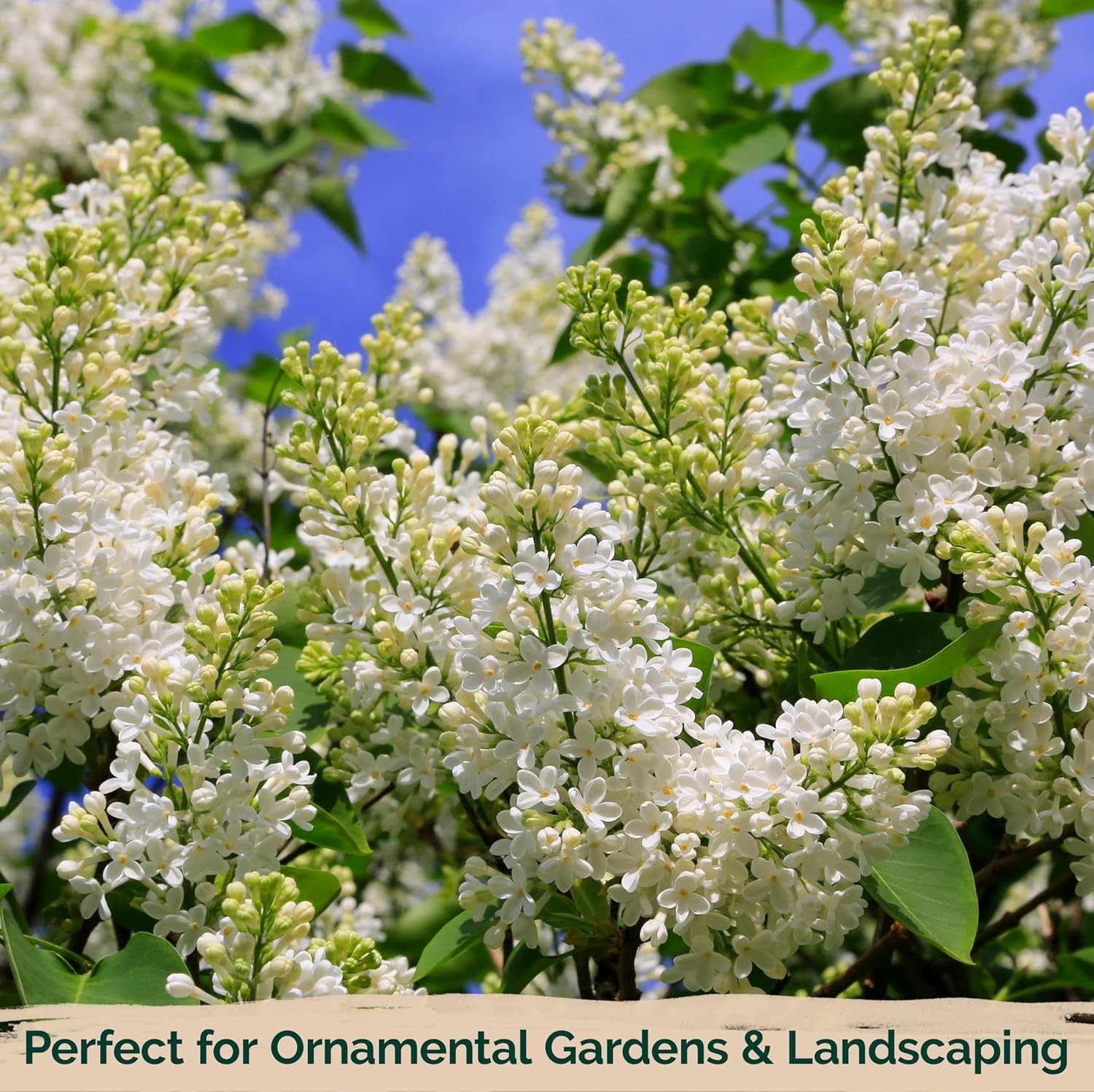 Grow 60 White Japanese Lilacs – Fragrant Seeds for Outdoor Beauty and Elegance