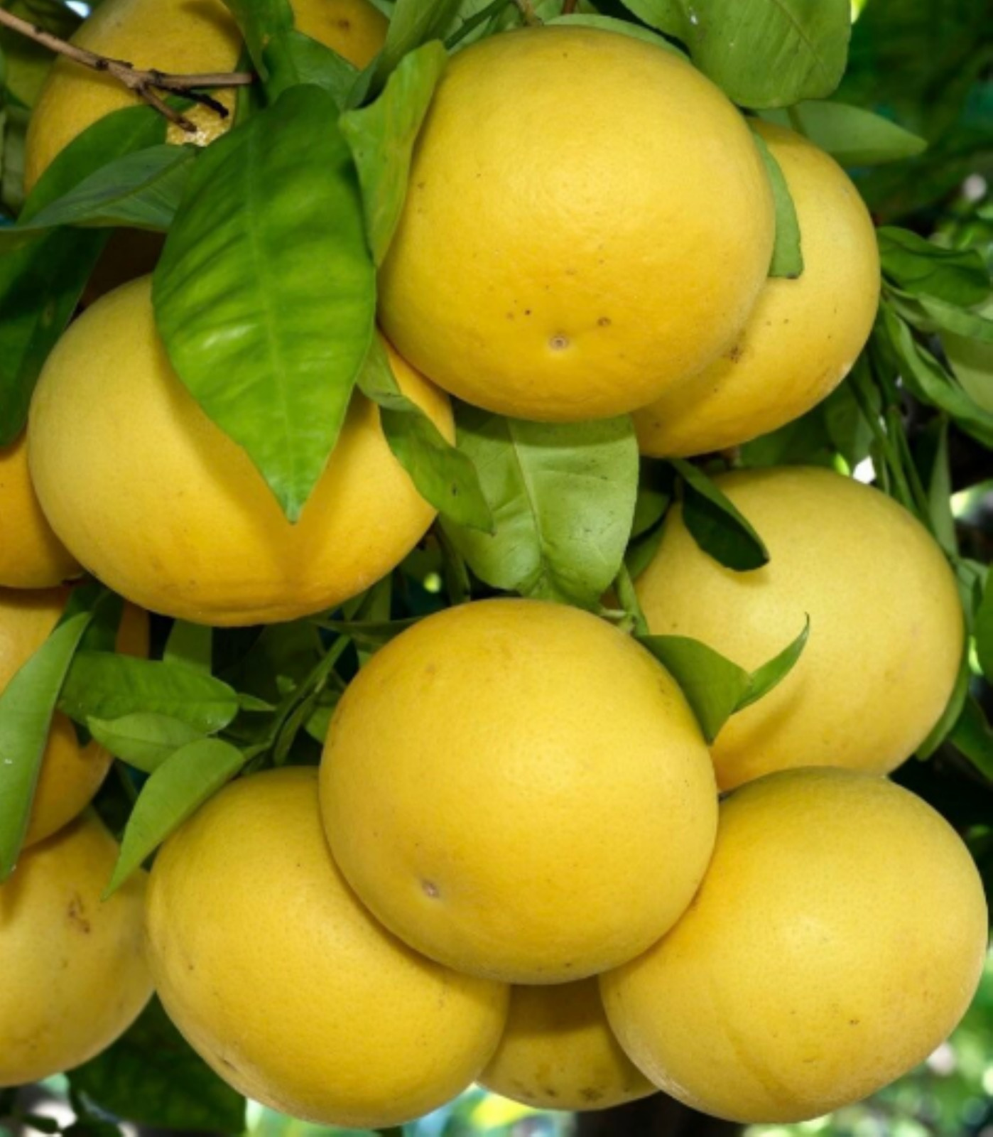 Texas only! Duncan Grapefruit Tree, 2-3 ft. tall, grafted, No Ship to citrus sta