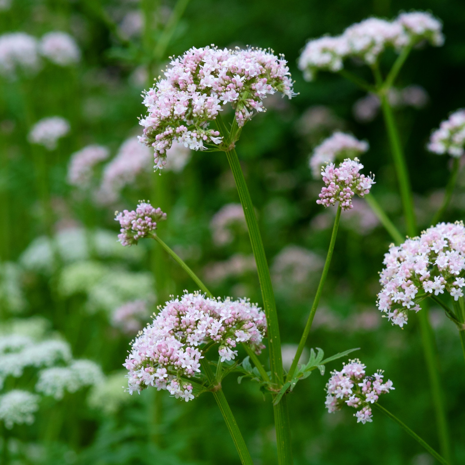 Valerian (Valeriana Officinalis) • Medicinal • Bee Friendly • 100 seeds