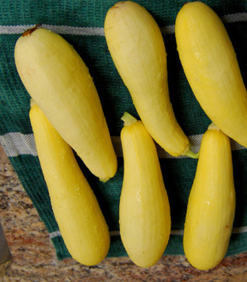 20+ Prolific Straightneck Summer Squash SeedsYellow Zucchini Bush Squash USA