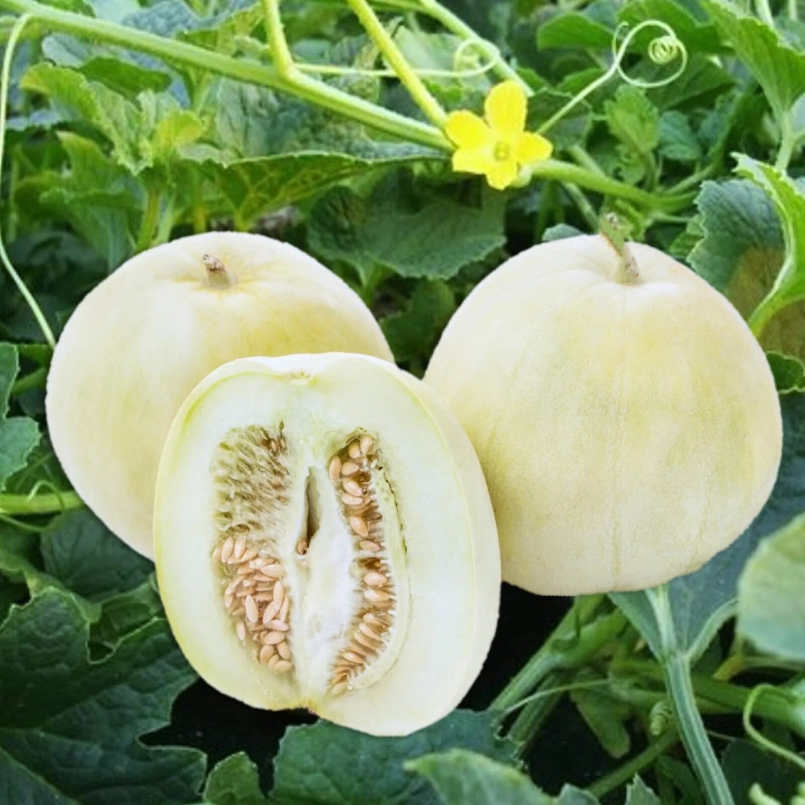 15 Sakata Sweet Melon Seeds, Heirloom, Non-GMO, Genuine USA