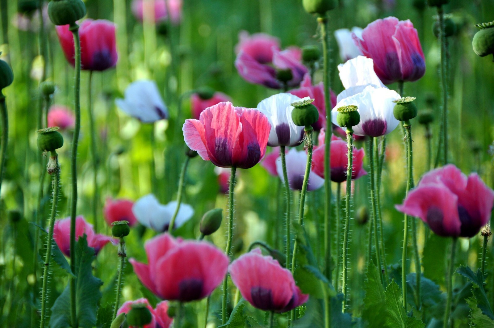 Pepperbox Poppy seeds annual wildflower Array of Color Attracts Pollinators