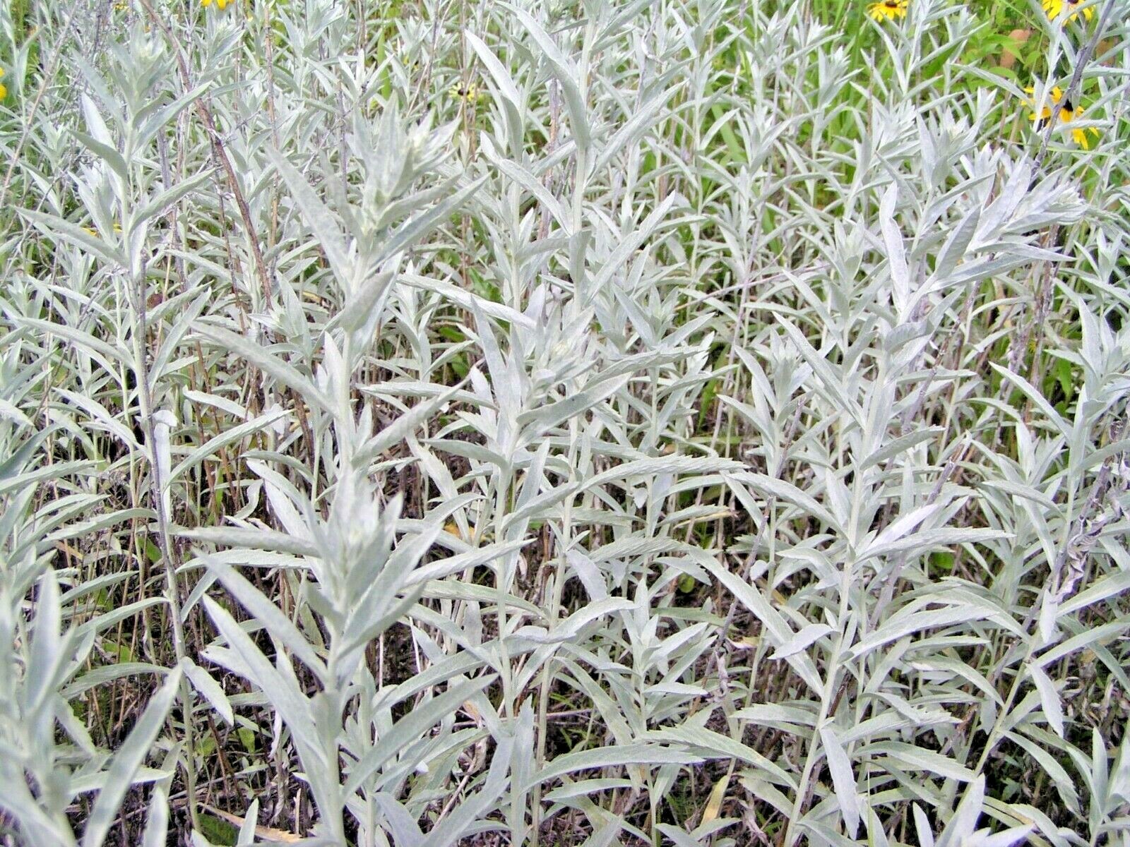 300+PRAIRIE SAGE Flower seeds White Sagebrush Perennial Native Wildflower smudge