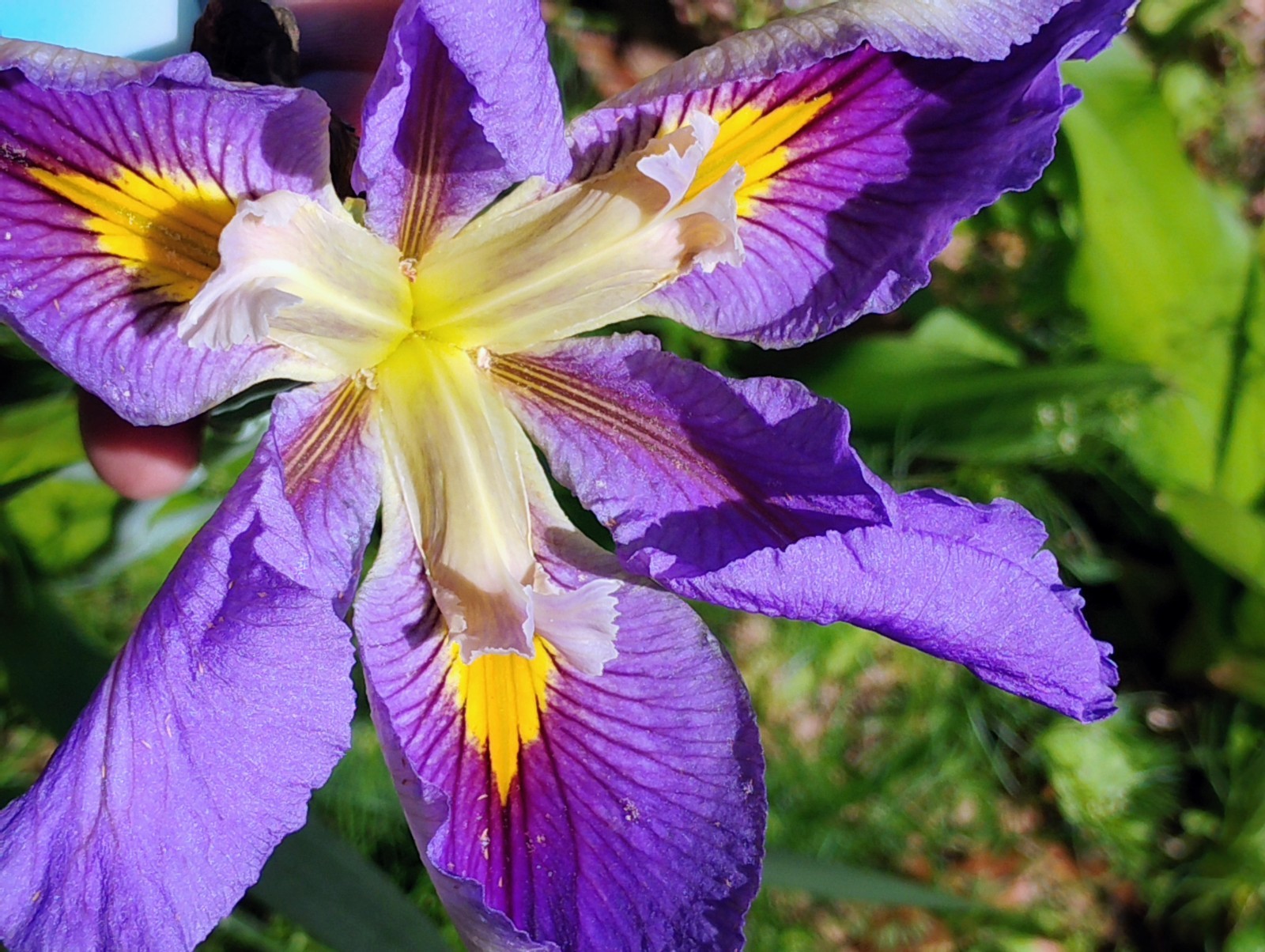 Unbelievable Louisiana Deep Purple Irise Rhizomes × 2 Live Rhizomes