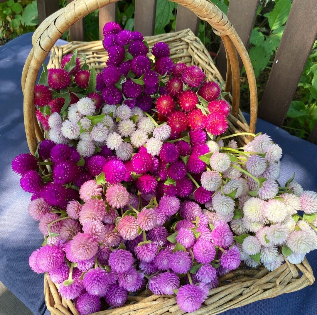 100 Globe Amaeanth Seeds Mixed Colors Gomphrena Free Shipping