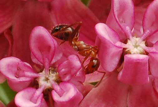 Asclepias purpurascens | Purple Milkweed | 10_Seeds