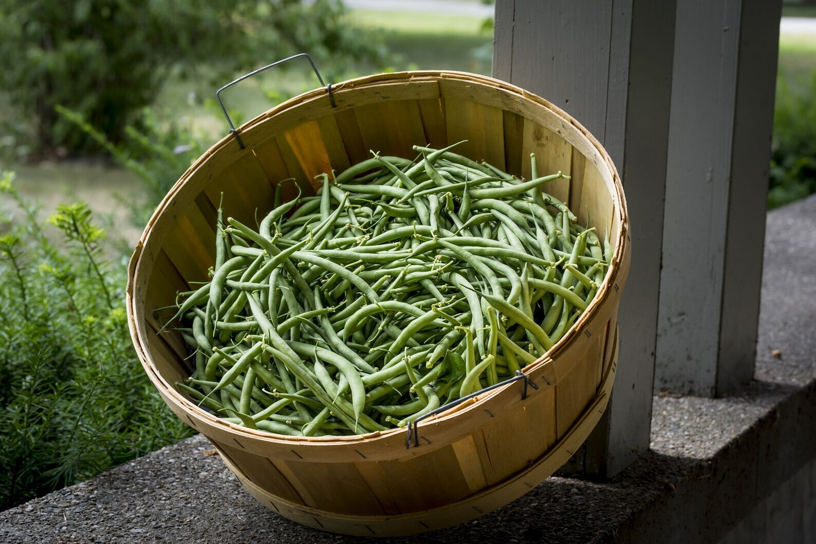 100 Heirloom Vegetable Seeds- Commodore Bush Bean-Kentucky Wonder