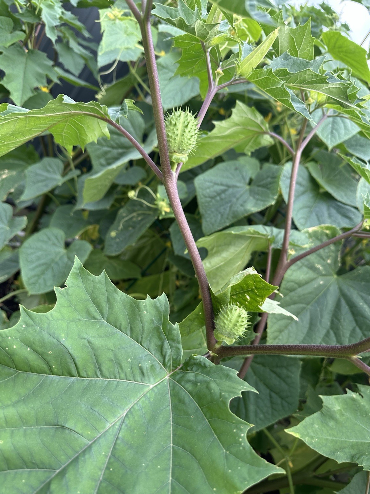 (100+) Datura Stramonium Jimsonweed Moon Lily Flower Seeds