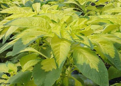 Amaranthus Tricolor Yellow 1,000 seeds