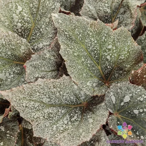 25+ Space Age Triton Rex Begonia Seeds for Garden – USA – FREE SHIPPING!