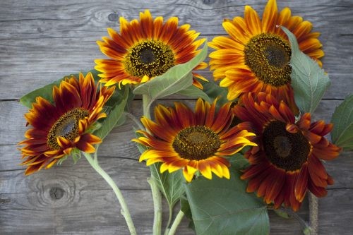 Autumn Beauty Sunflower Seeds | For Planting Orange Garden Sun Flower Seed 2023