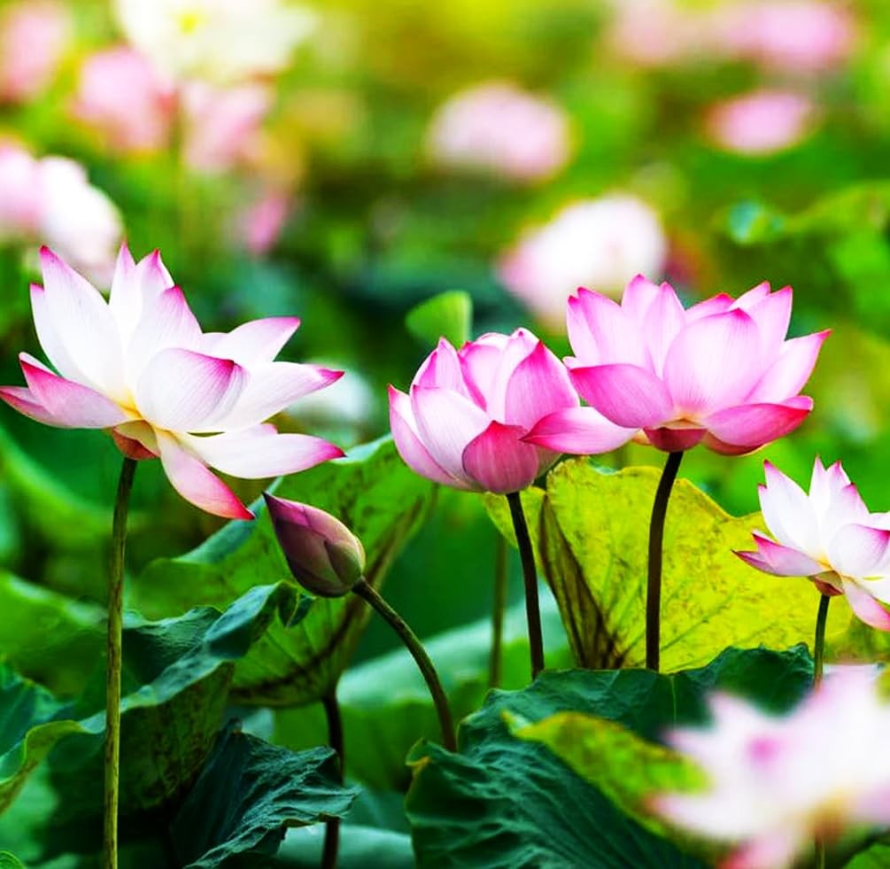30 PCS Lotus Seeds for Water Lilies – Pink, Purple, Red Aquatic Plants