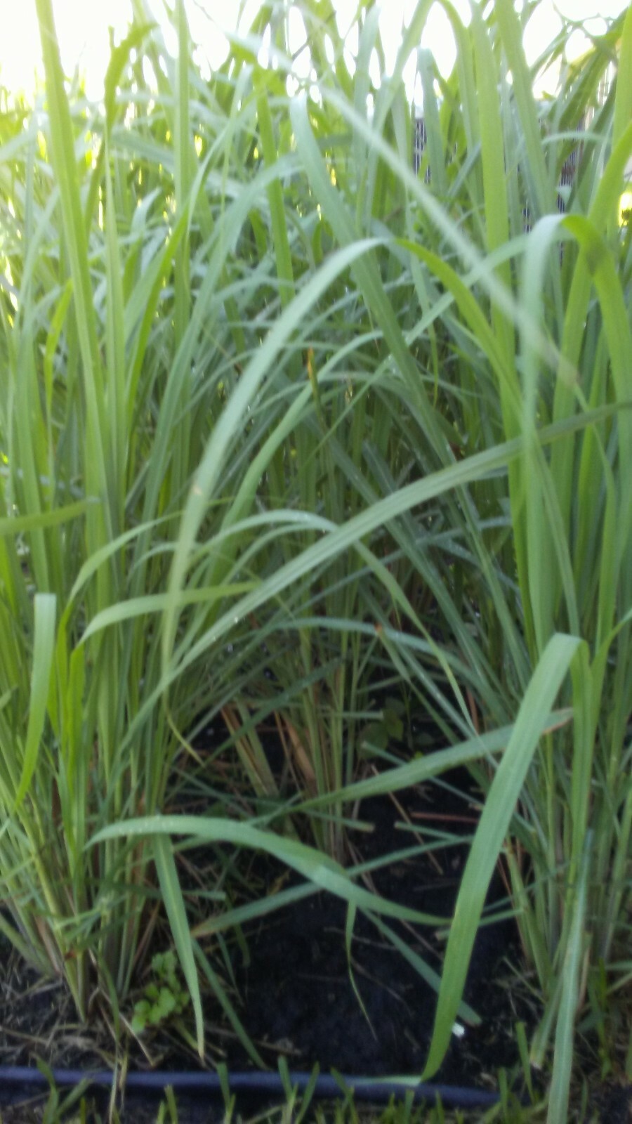 LEMONGRASS SEEDS LEMONGRASS CYMBOPOGON FLEXUOSUS MOSQUITO REPELLENT 2025 Season