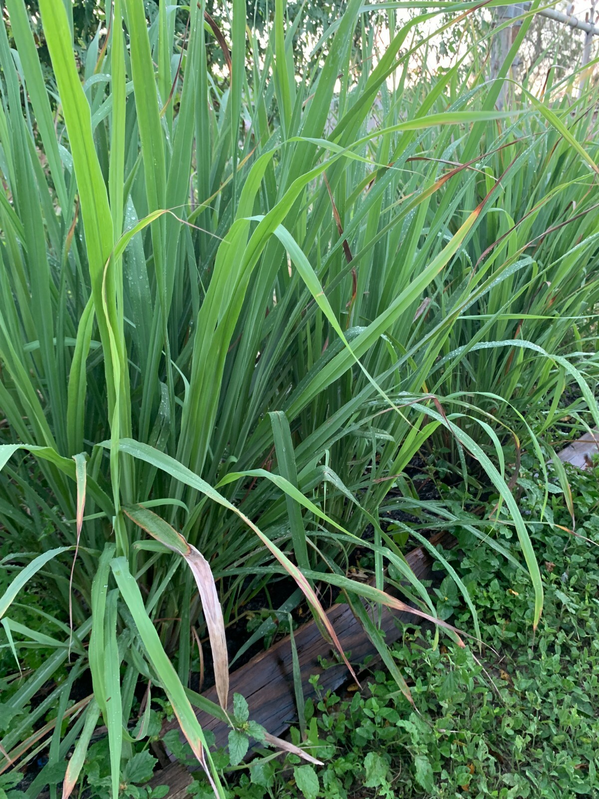 5 ORGANIC Lemongrass Stalks Plug Sereh Plant Lemon Grass Herb Mosquito Repellent