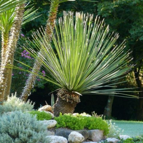 Green Sotol, Dasylirion acrotriche 5 Seeds Free Shipping!