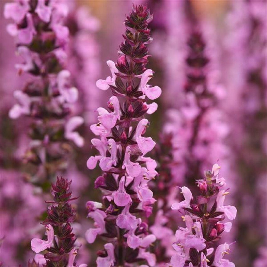 Salvia Seeds 25 Seeds Salvia New Dimension Blue (Perennial Seeds)
