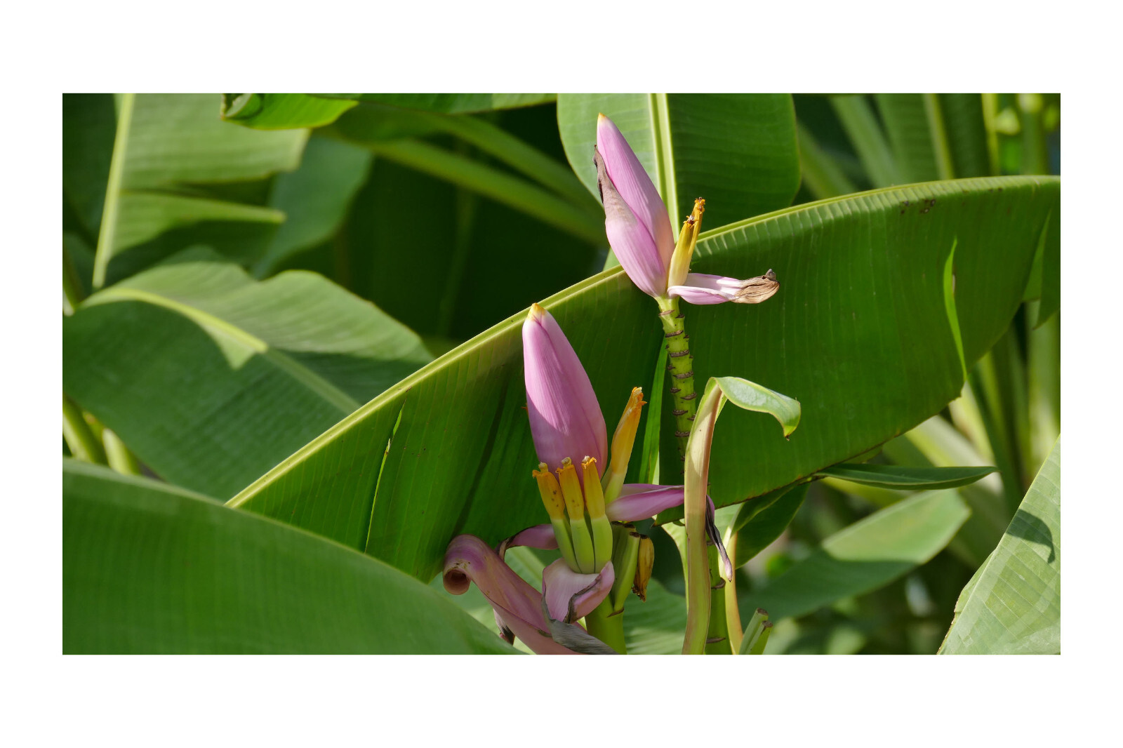 20 Pink Flowering Banana Seeds – Ornamental Tropical -Musa velutina