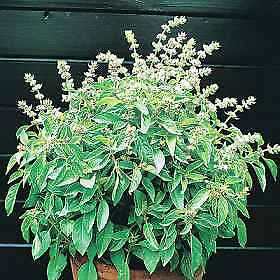 Basil Lime 1,000 seeds