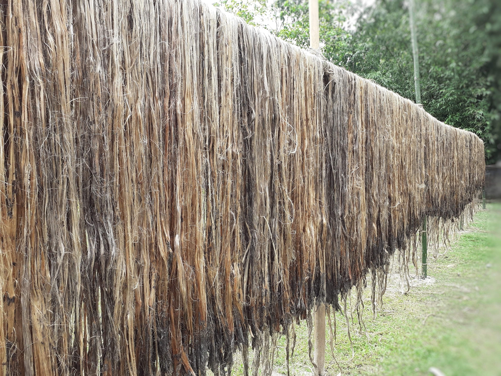 100 TOSSA JUTE Mallow Corchorus Olitorius African Sorrel Twine Vegetable Seeds