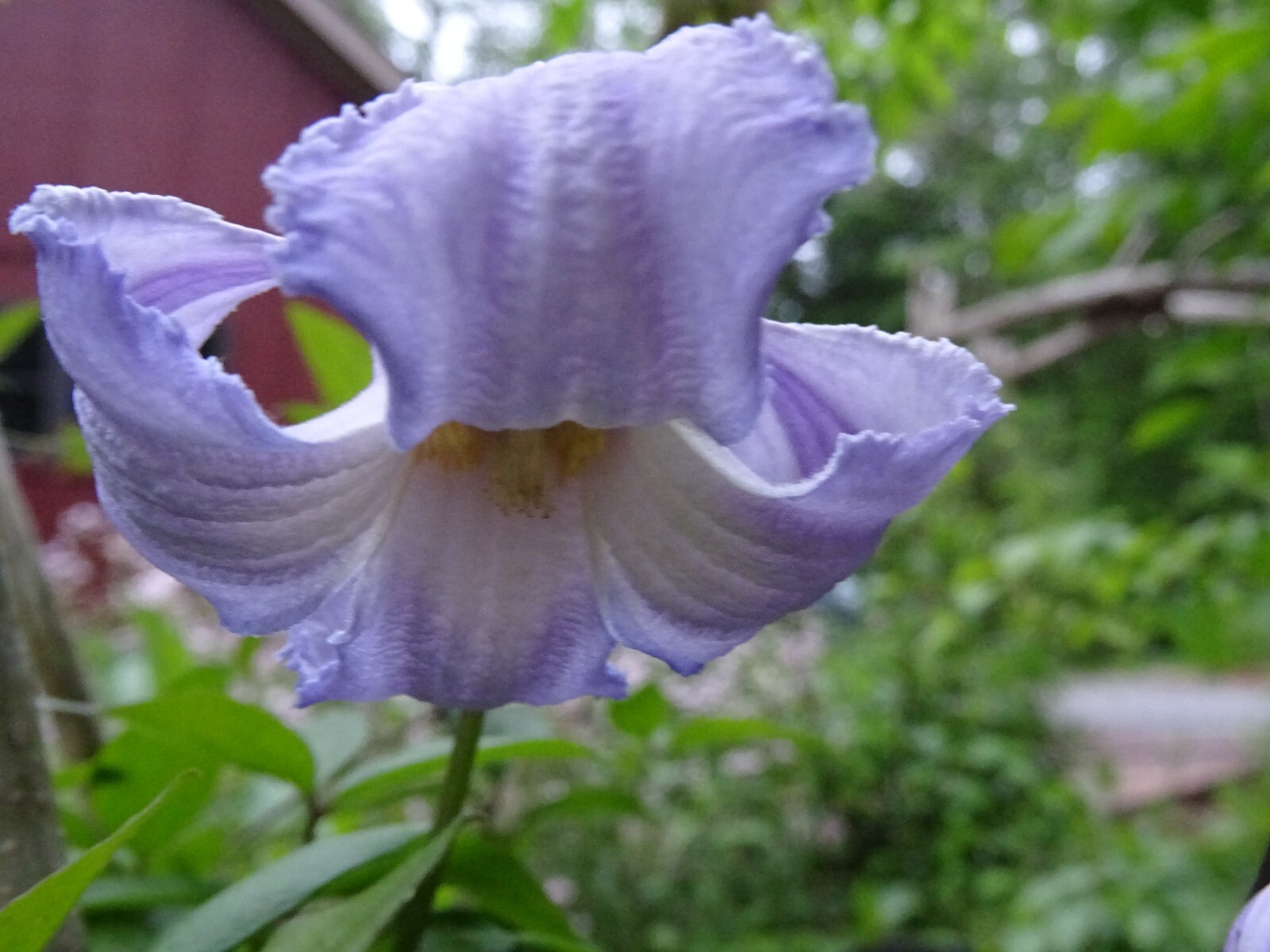 Clematis crispa Blue Jasmine 10 seeds from 2023 Native perennial vine organic
