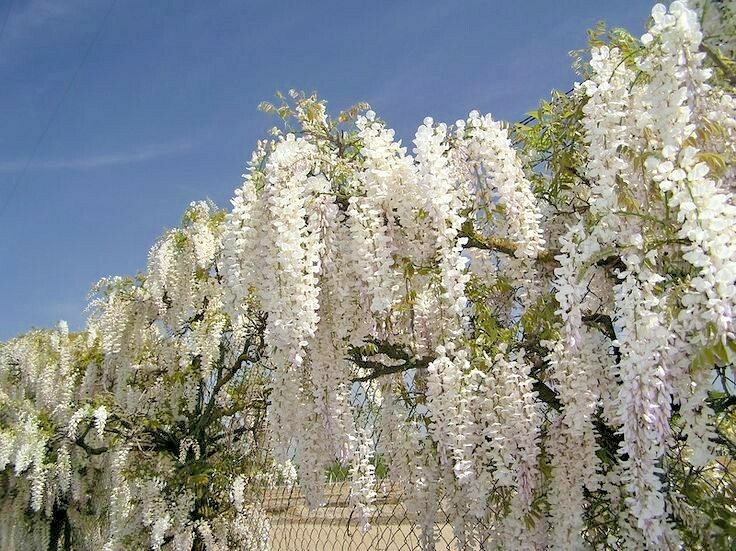 5 CLARA MACK KENTUCKY WISTERIA SEEDS – Wisteria macrostachya ‘Clara Mack
