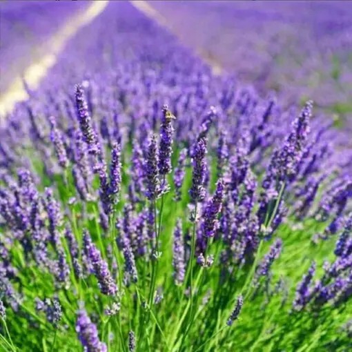 English Lavender (Lavandula Angustifolia) SEEDS