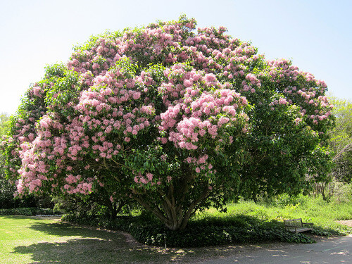 Calodendrum Capense 4 Seeds, African Cape Flowering Chestnut Garden Tree