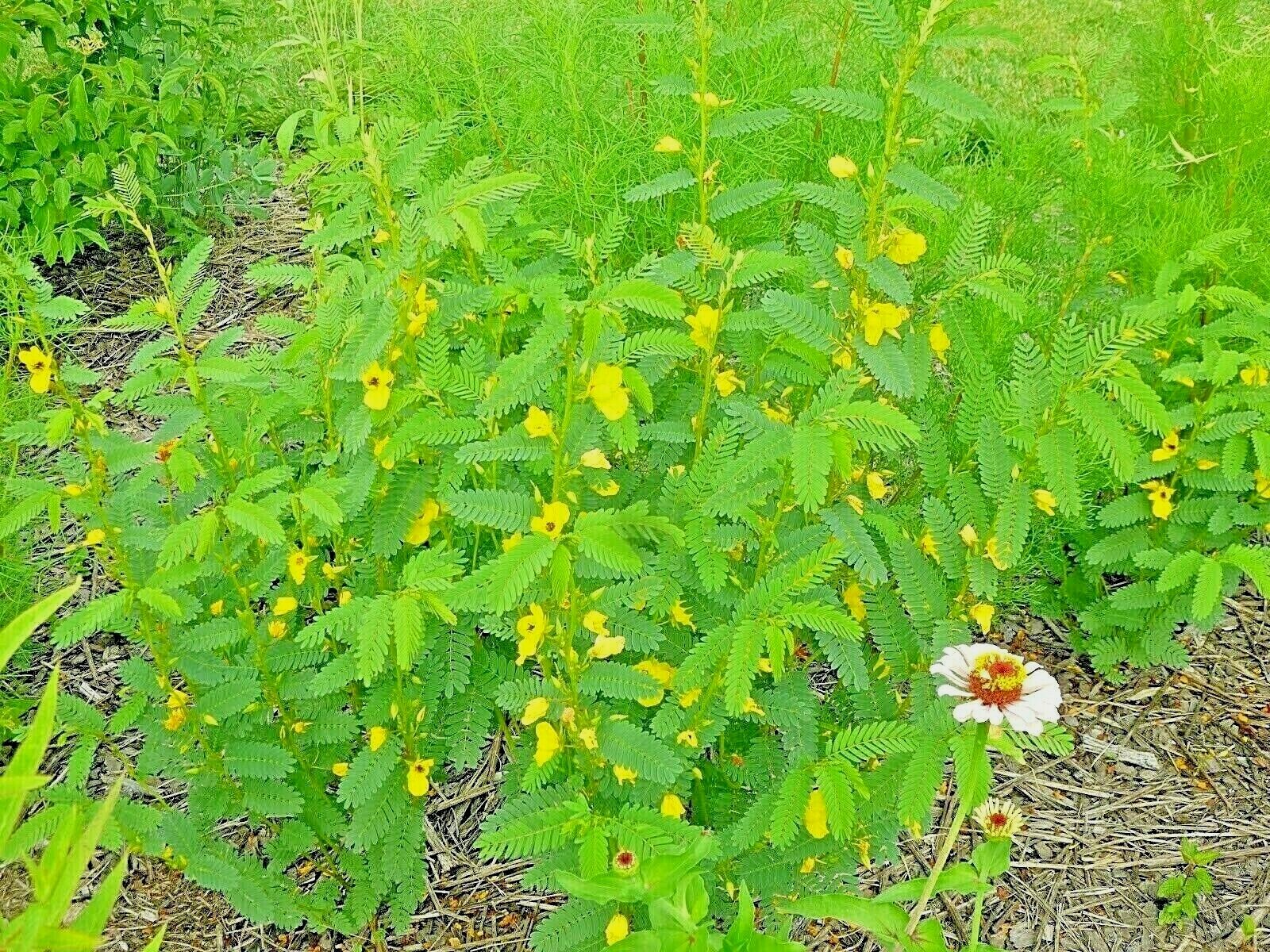 200+ PARTRIDGE PEA Seeds Native Wildflower Fall Food Source Turkey Deer Birds