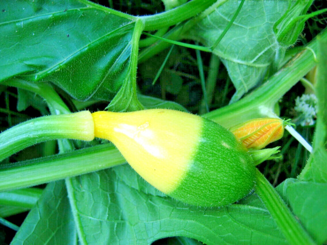 20+BIRDHOUSE BOTTLE GOURD Seeds Native Heirloom Vine Crafts Birds Hobby Garden