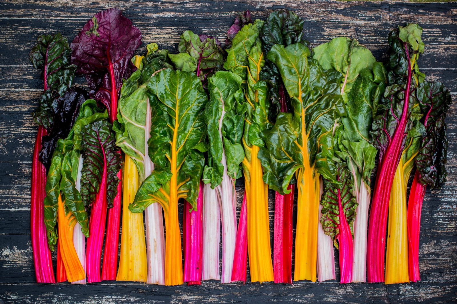 150 Northern Lights Mix SWISS CHARD Perpetual Spinach Beta Vulgaris Greens Seeds