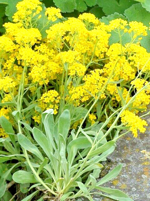 200 BASKET OF GOLD ALYSSUM SEEDS | 2026 FREE SHIPPING NON GMO HEIRLOOM
