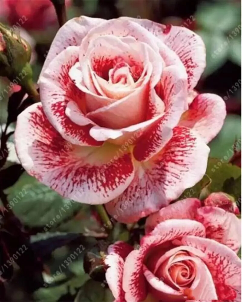 25pc ROSE SEEDS Garden Plant Flower Nursery rare exotic USA seller FREE shipping