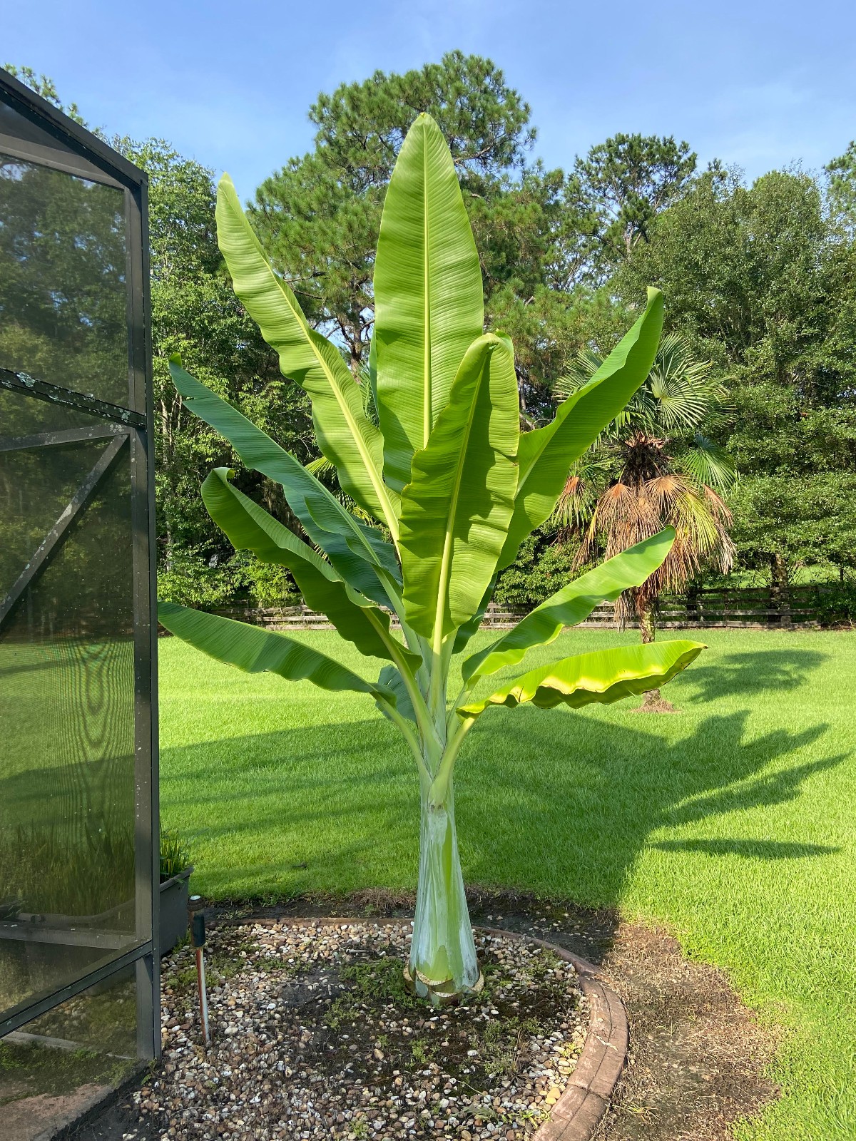 Ensete glaucum – Snow Banana Seeds!