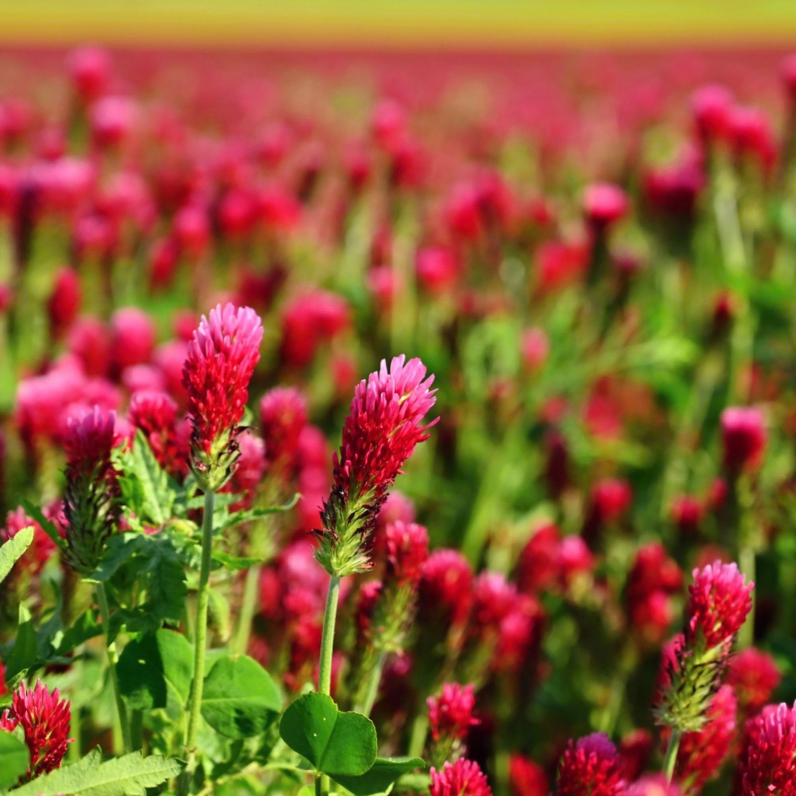 Crimson Clover – 5 lb Bulk (~232,000) for Cover Crops, Pasture, Hay, Wildlife…