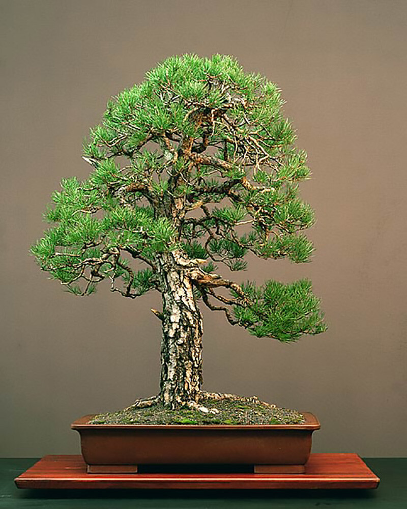 Austrian Pine, Pinus nigra, Tree Seeds (Fast, Evergreen, Hardy, Bonsai)