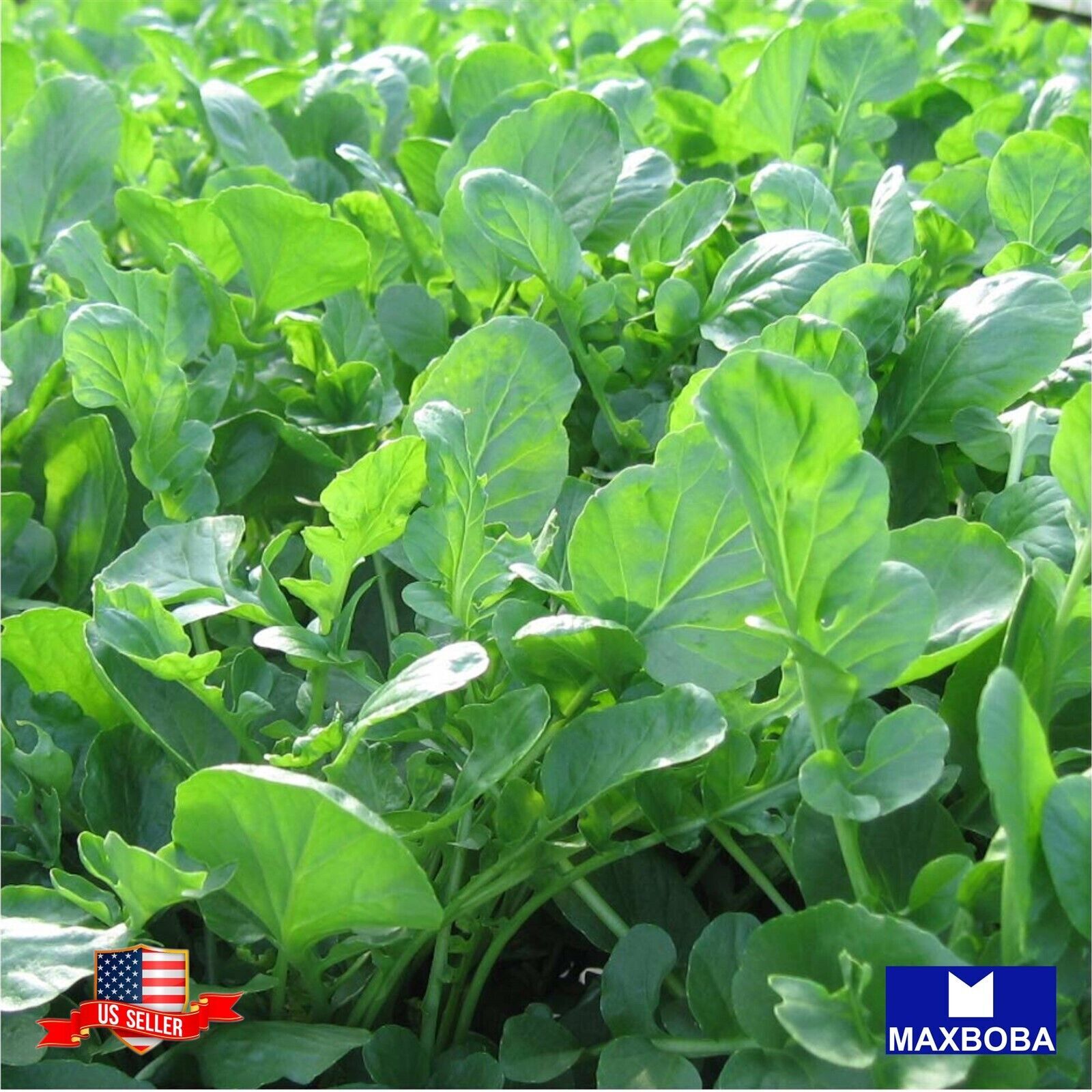 Cress Herb Seeds Upland Non-GMO Heirloom Garden