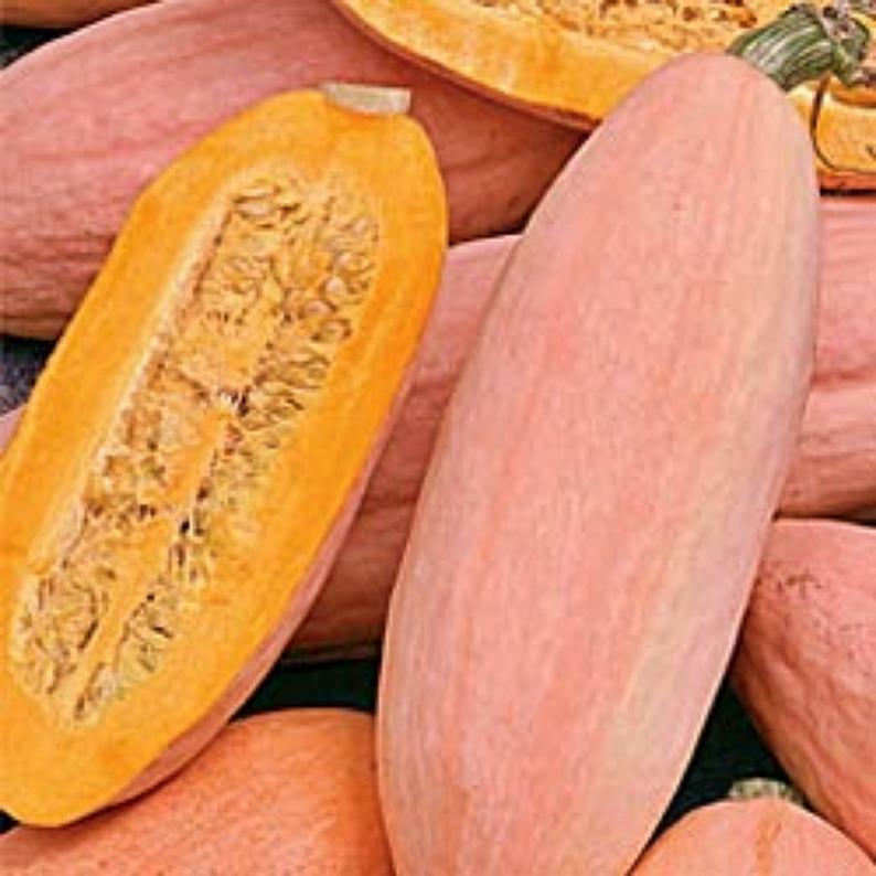 Squash Seeds Pink Banana Jumbo 15 Ct Winter Vegetable NON-GMO USA FREE SHIPPING