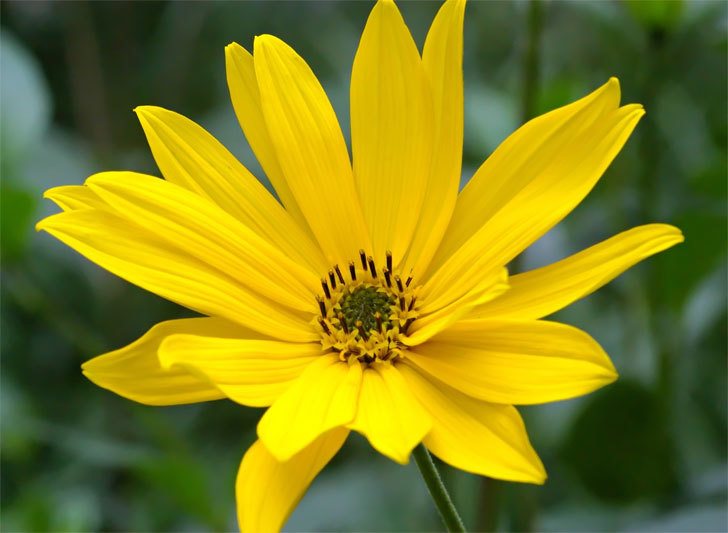 100+MAXIMILIAN Prairie SUNFLOWER Seeds Native Wildflower Heat Cold Drought Fence