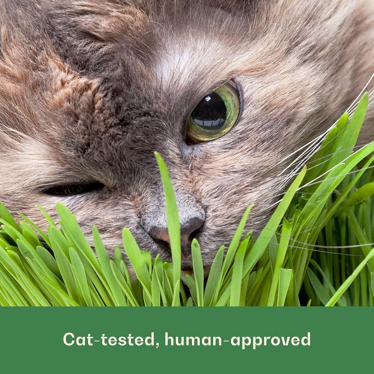 Rose & Branch Organic Wheat Grass Seeds 16oz for Cats Non-GMO Pet Grass