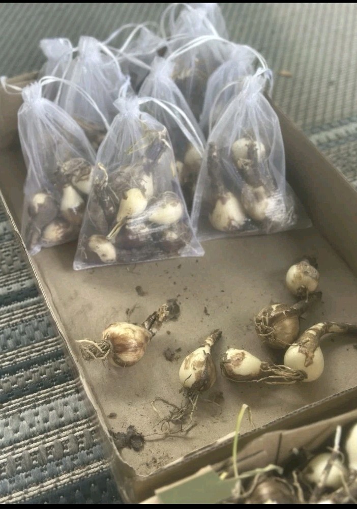 Red Radiant Spider Lily 10-Pack Live Bulbs