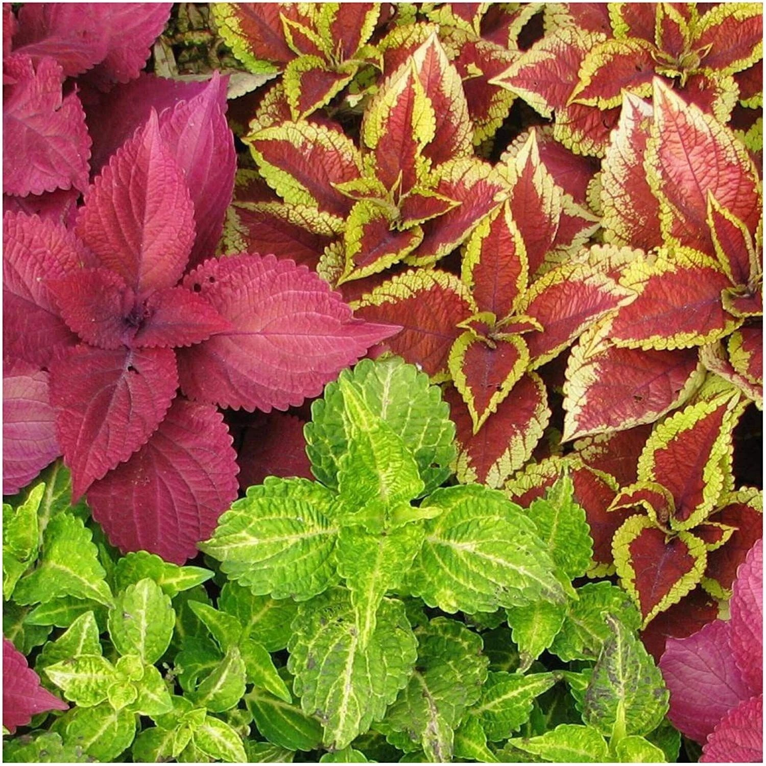 500+ Coleus Seeds — Rainbow Mix —— COLORFUL MIX ——- FRESH
